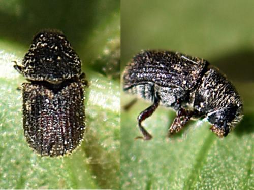 Réf. 225 113 : Phloeosinus aubei